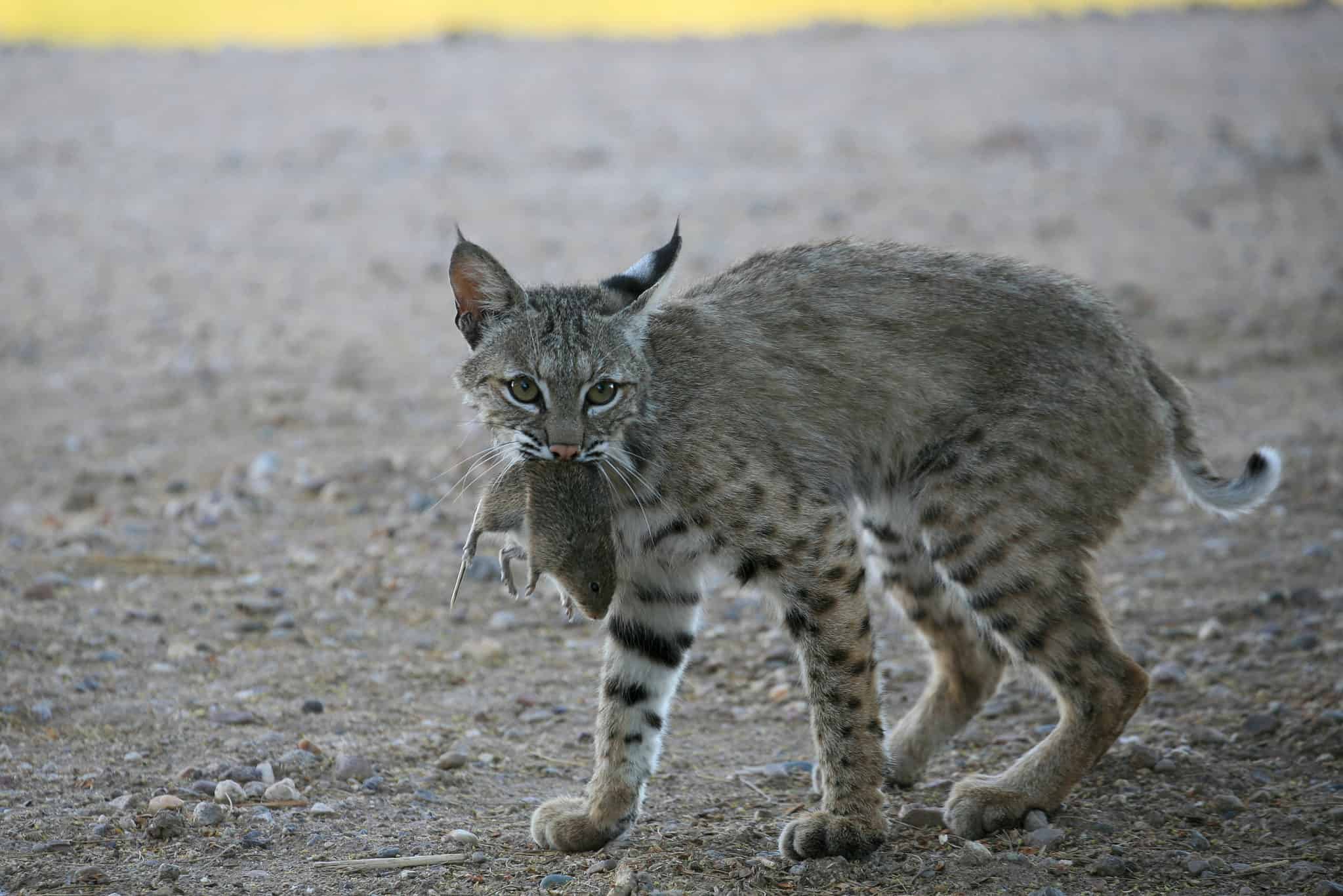 Bobcats in Florida: How Many Are There and Where Do They Live? - A-Z ...