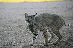 Texas Showdown: Who Emerges Victorious in a Bobcat vs. Feral Hog Battle? Picture