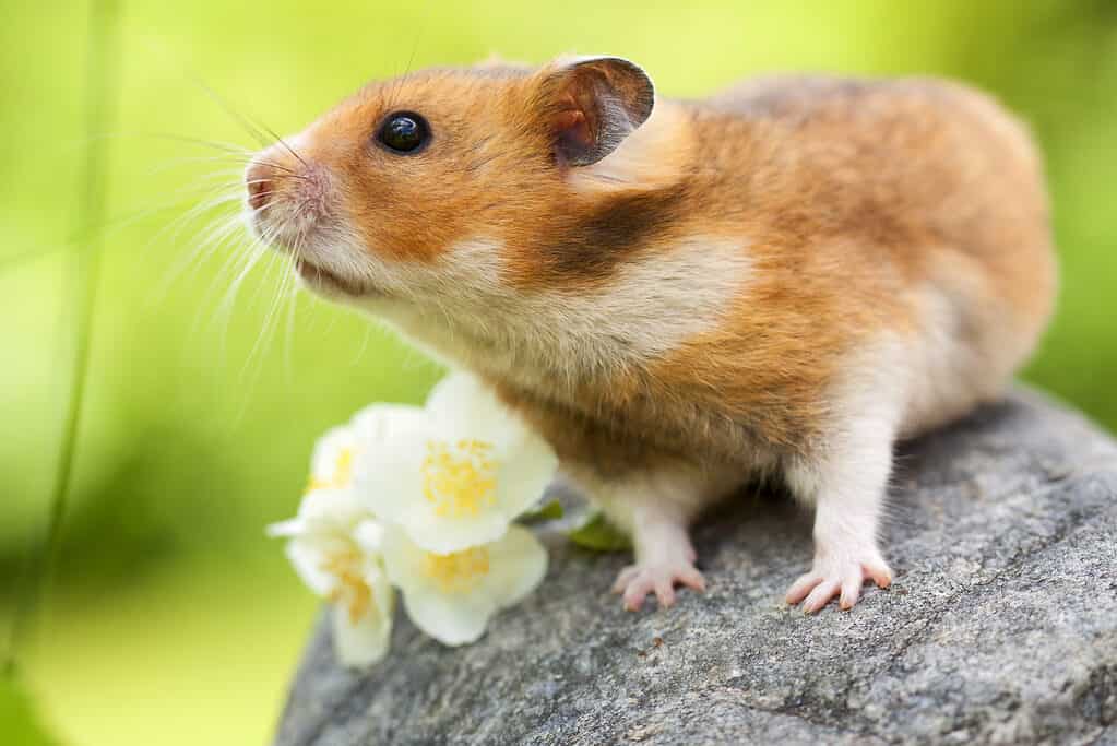 Syrian hamster on rock with flower 