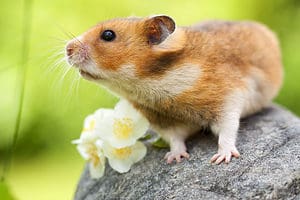 Can Hamsters Eat Raspberries? Picture
