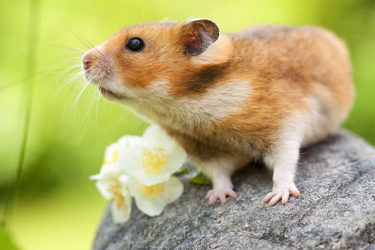 Syrian hamster