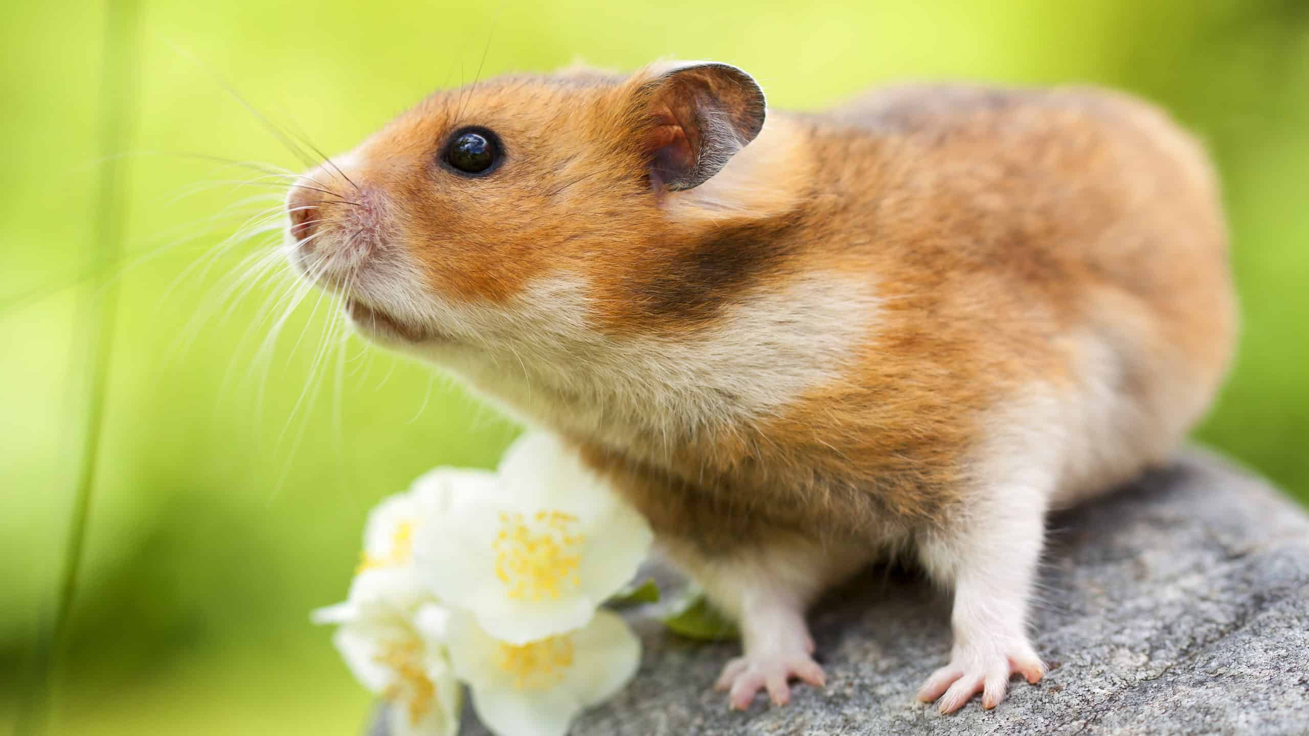 Hamster Colors Rarest to Most Common picture