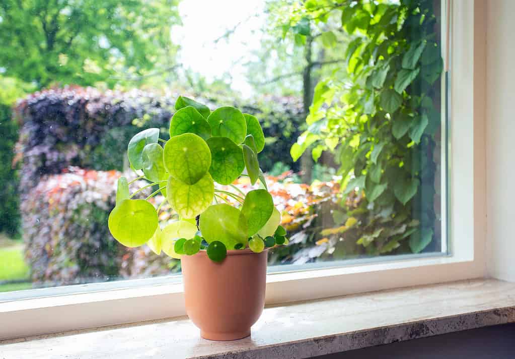 Center frame: A Chinese money plant in a terra-cotta pot is visible in a sunny window on a marble windowsill. The marble is light colored. The Chinese money plant is green with round leaves. Outside the window the window is a garden scene with some Vining plants and sthrubs. It is quite sunny. 