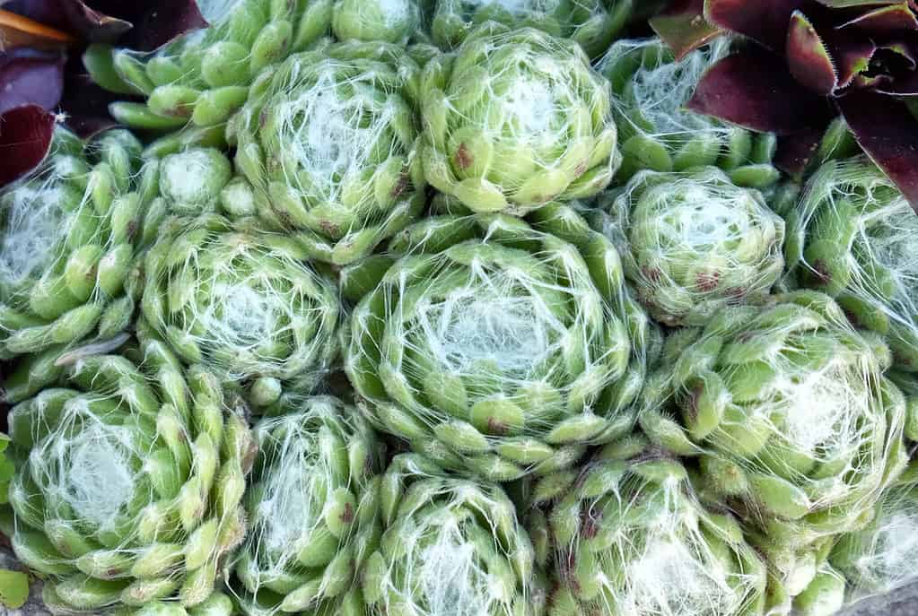 The webbed look of the cobweb houseleek