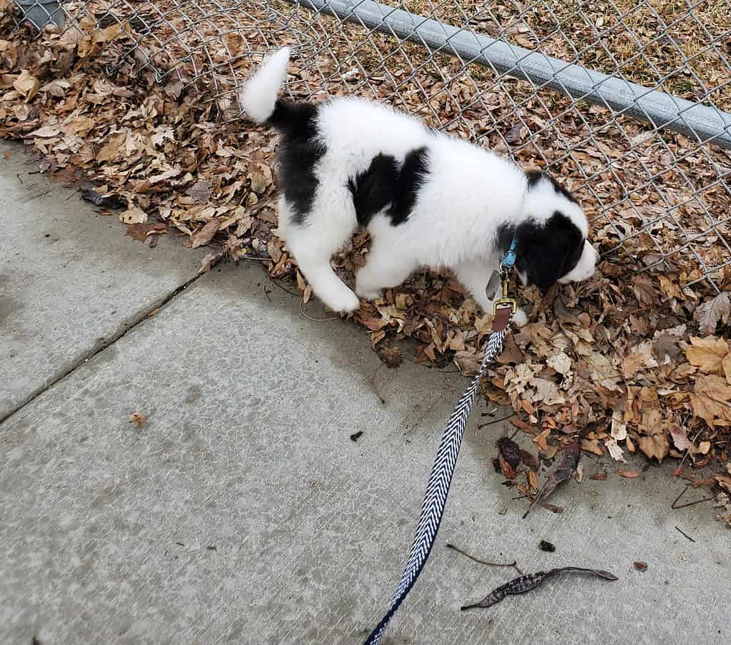 Saint Bernewfie puppy on leash