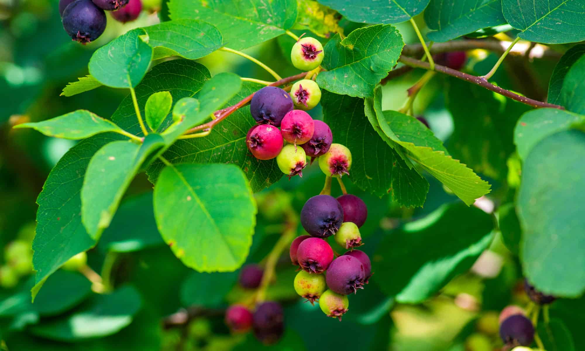 Discover 14 Fruit Trees That Grow In Minnesota - A-Z Animals