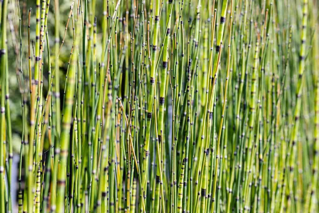 The stalks of Equisetum hyemale, (commonly known as rough horsetail, scouring rush, scouringrush horsetail or snake grass. This cultivar is the Equisetum hyemale “Robustum”.