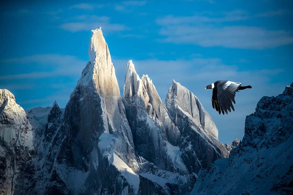 Andean condor flying across mountains in Patagonia, Chile