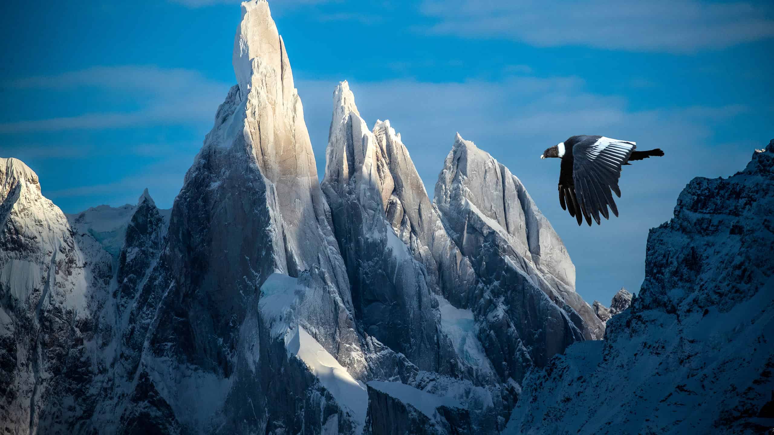 Andean condor flying across mountains in Patagonia, Chile