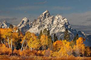9 Beautiful Trees Native to Wyoming Picture