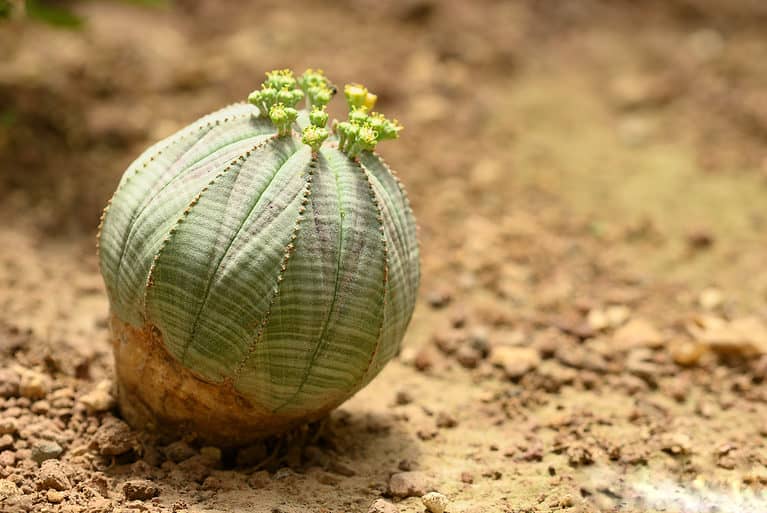 Baseball plant with flowers