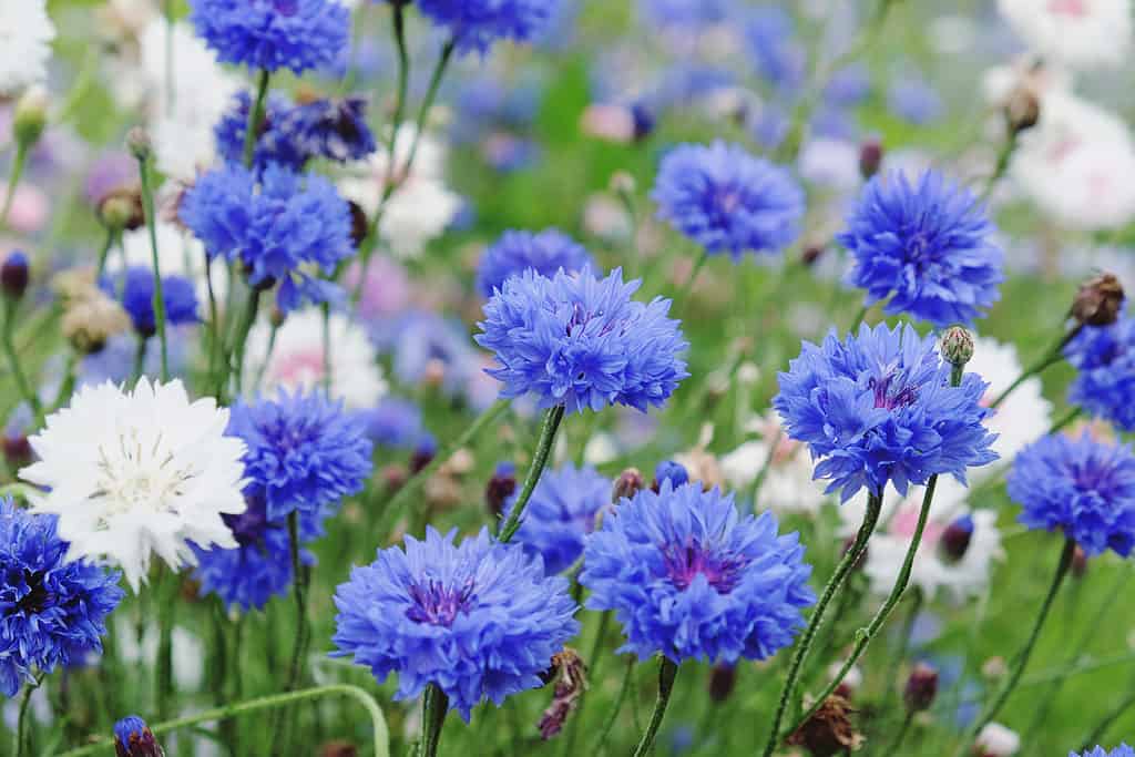 blue spring flowers