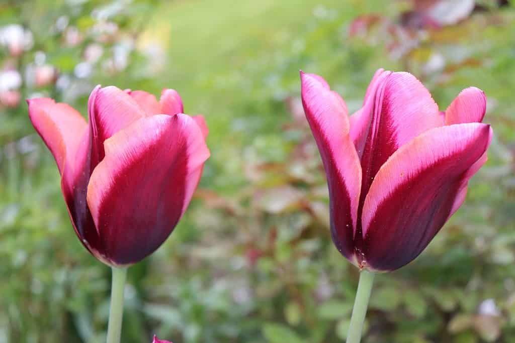 Dark maroon and salmon triumph tulips