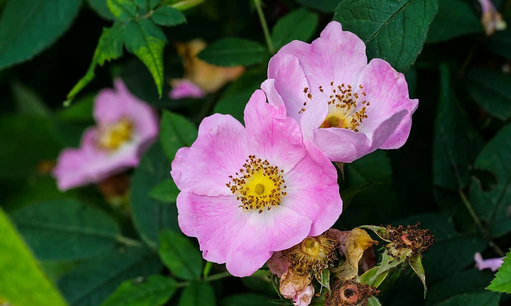 wild yellow rose bush