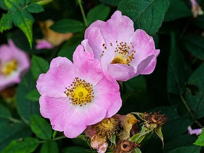 A 8 Types Of Native Wild Roses