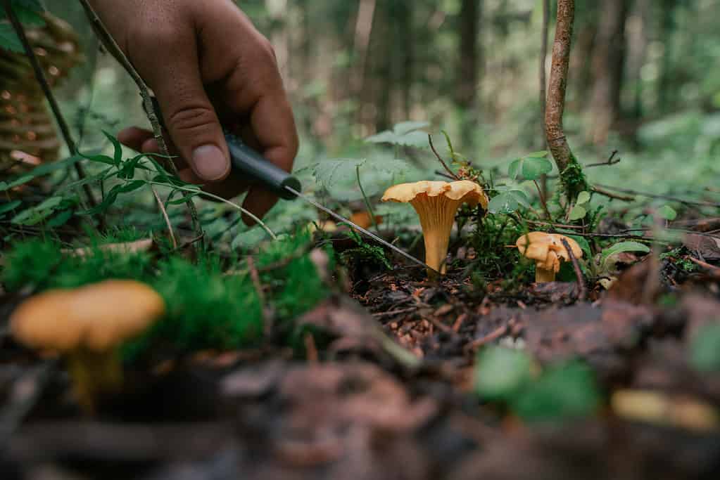 Human hand cutting mushrooms with sheers