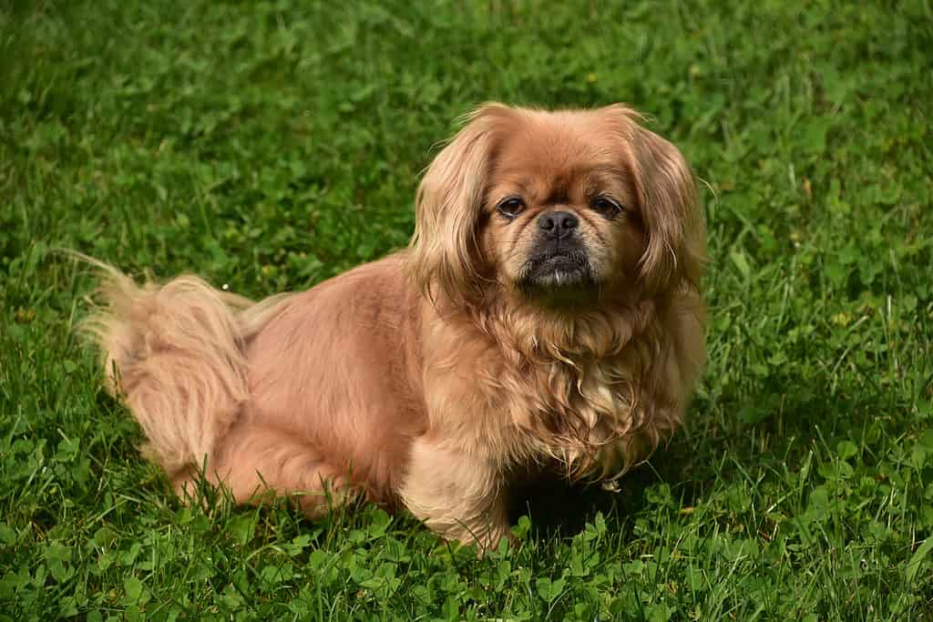 Pekingese dog sitting in grass