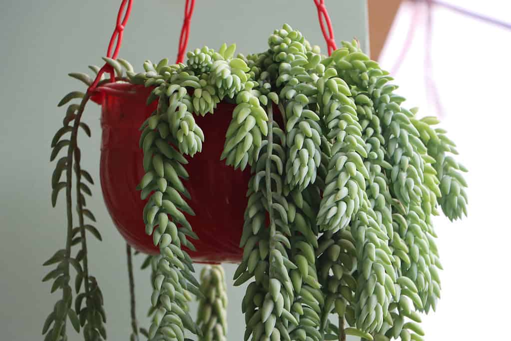 Donkey tail or burros tail plant in hanging basket.