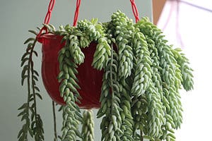 22 Best Houseplants for Hanging Pots Picture