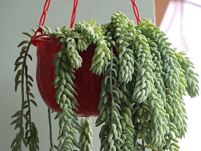 A 25 Amazing Indoor Hanging Plants (How to Find the Best for Your Space)