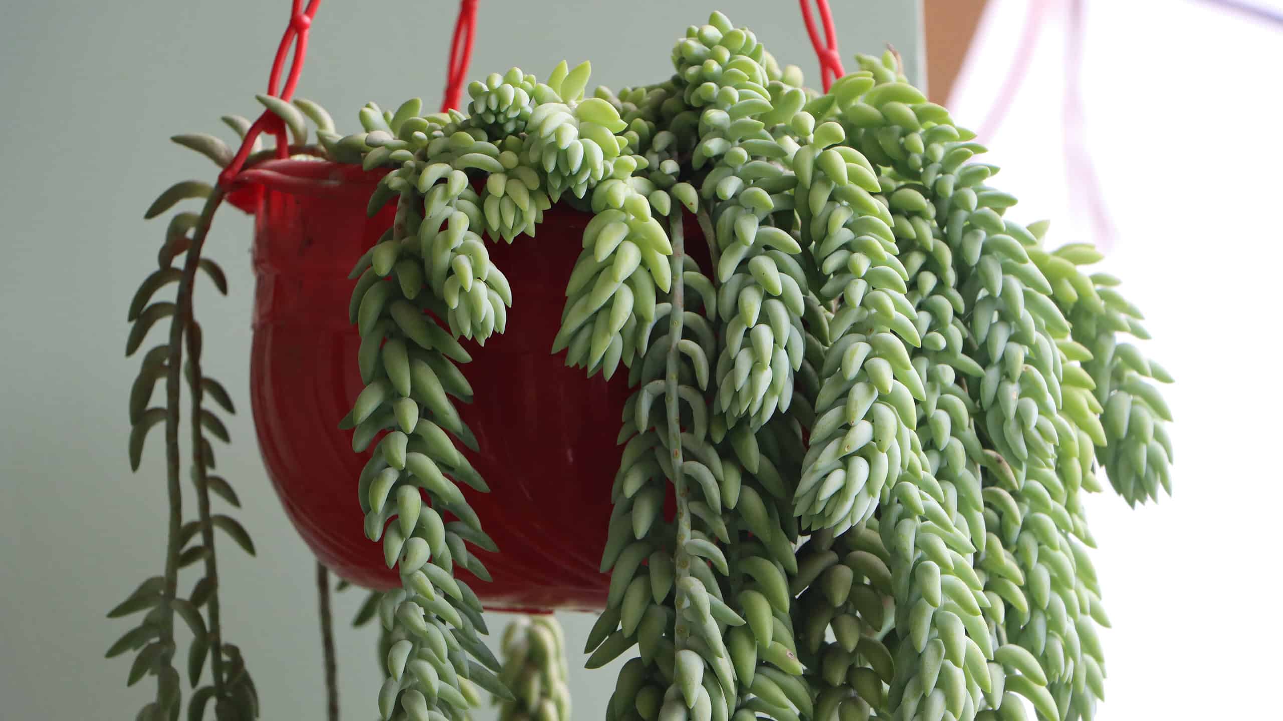 Donkey tail or burros tail plant in hanging basket.