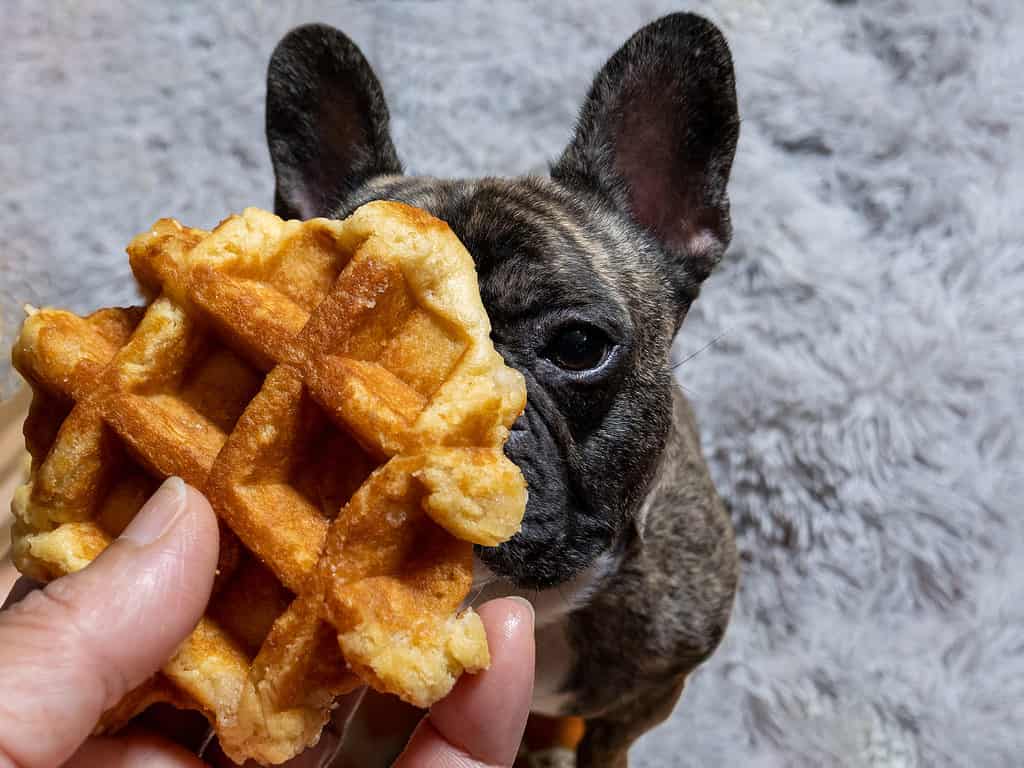 French bulldog looking at waffle in human hand