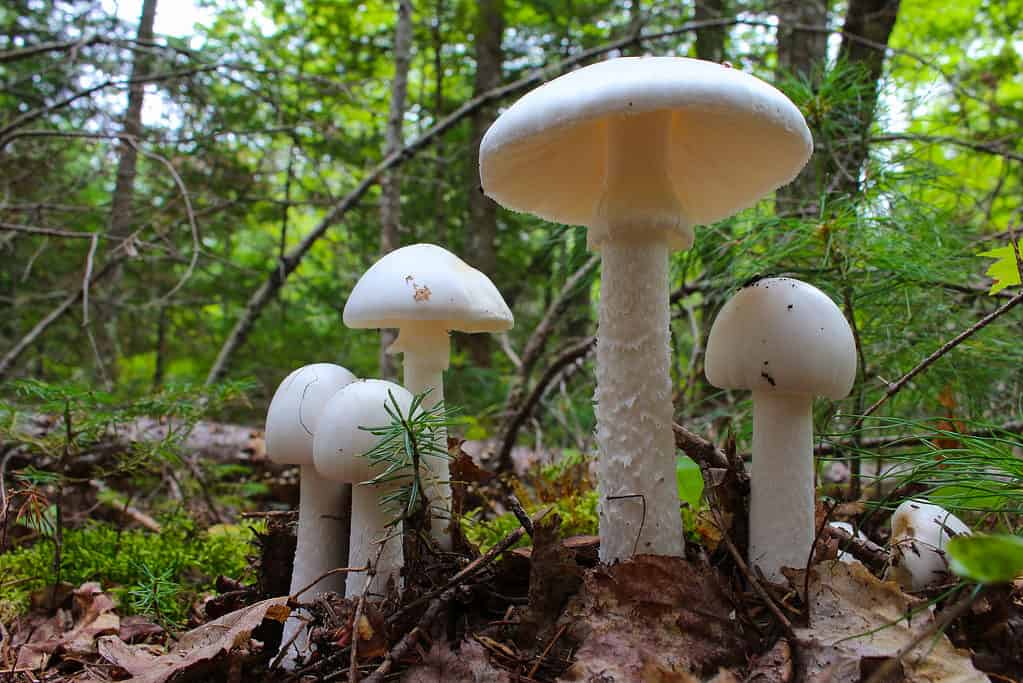 Tall white majestic mushrooms