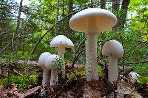 How You Can Tell if a Mushroom is Poisonous and Other Tips photo