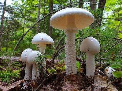 A How You Can Tell if a Mushroom is Poisonous and Other Tips