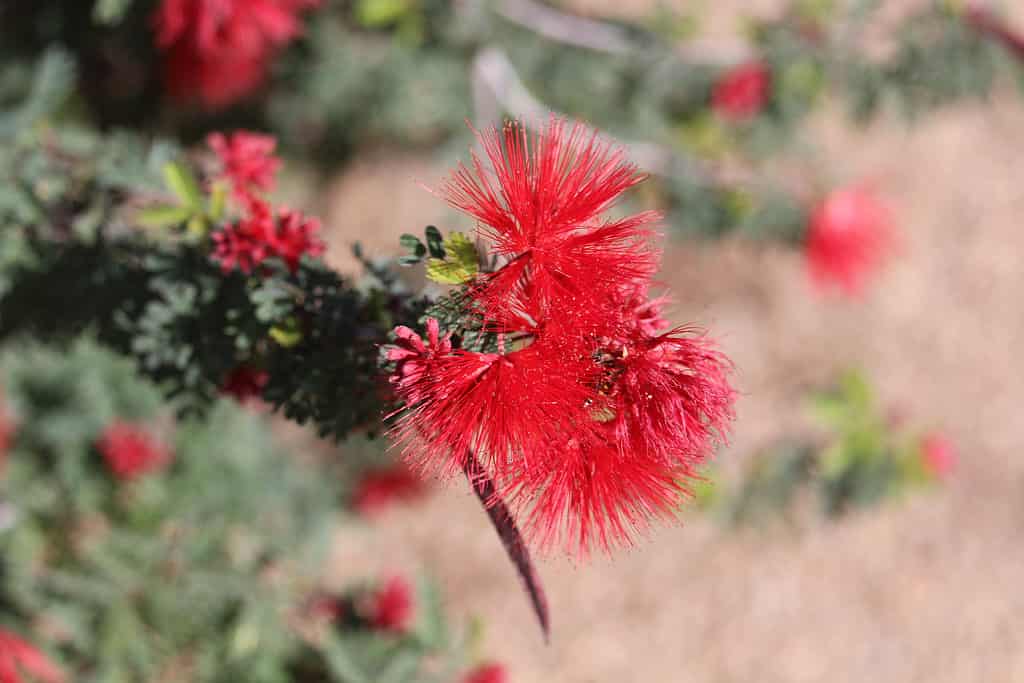 Fairy duster flowers