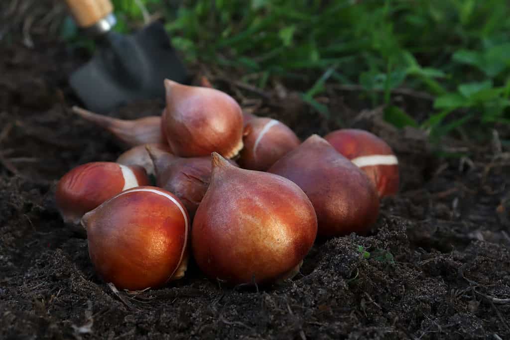 Healthy tulip bulbs are large and free of discoloration.