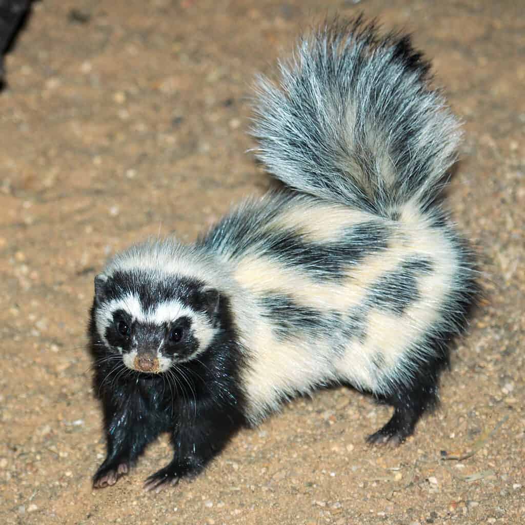 Polecat Vs Skunk