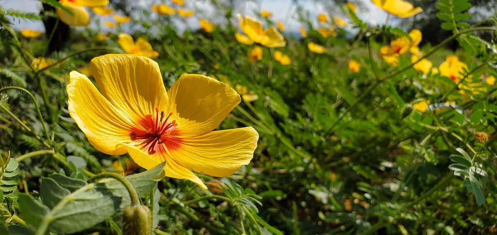 10 Wild Flowers To Fill Out Your Garden - A-Z Animals