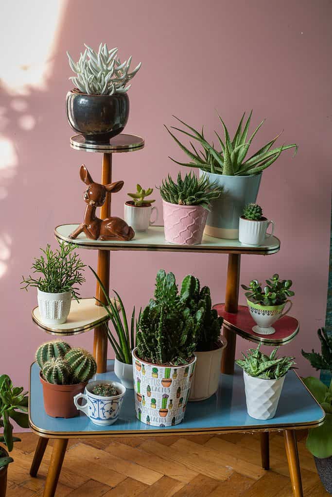 A collection of succulents on a plant rack.