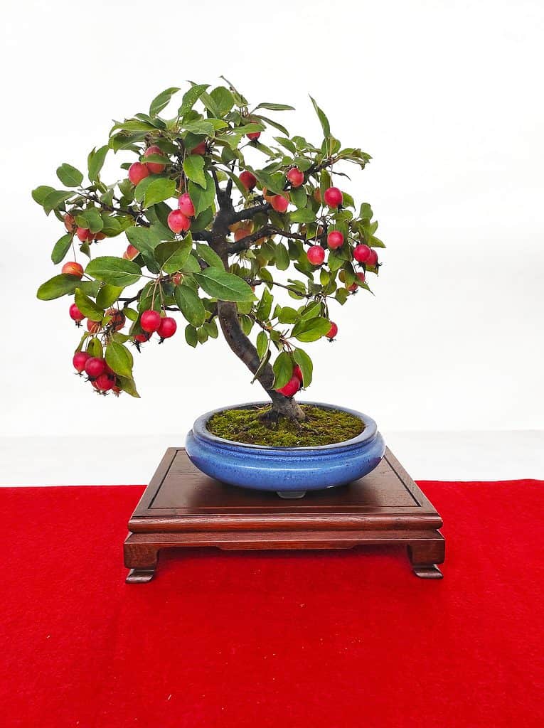 isolated bonsai on red and white background