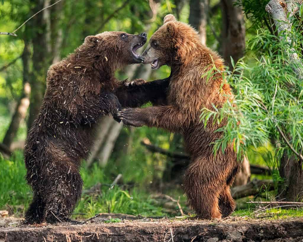 Bear fighting in forest