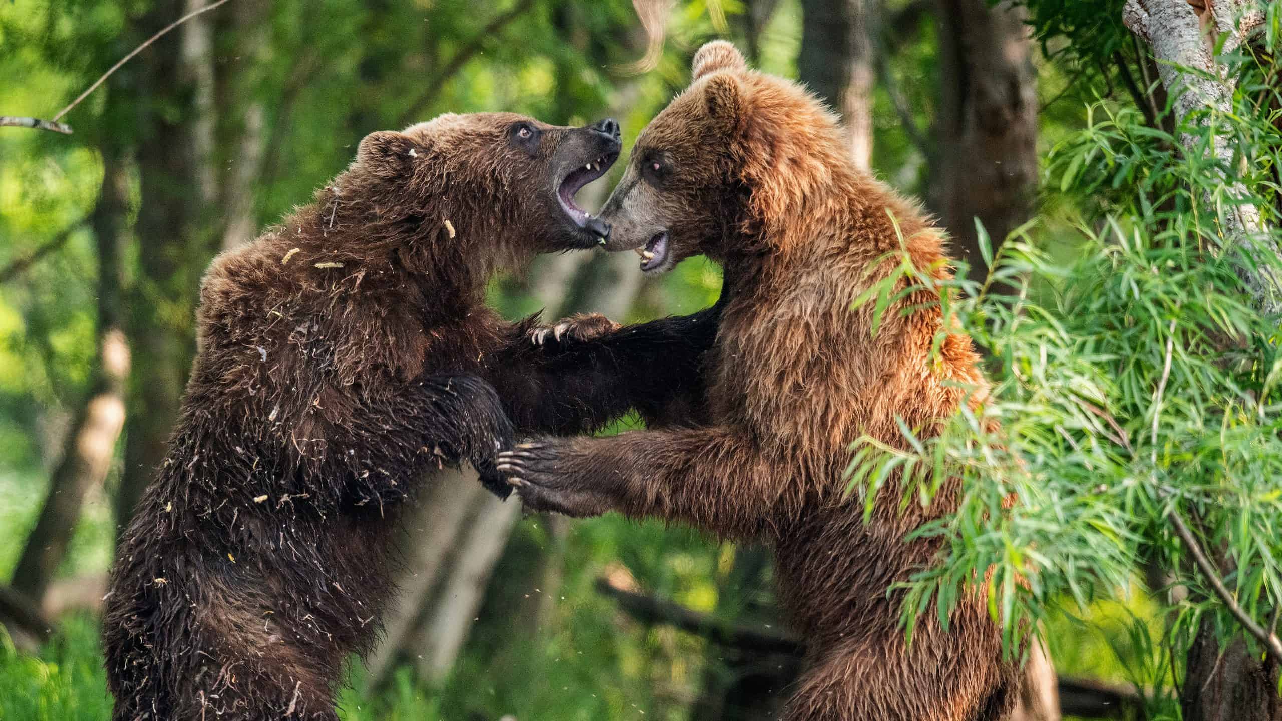 Bear fighting in forest