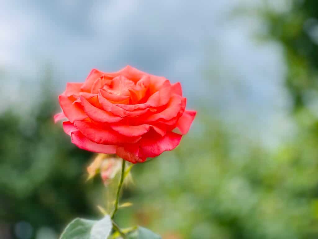 A closeup shot of the bright orange Tropicana rose
