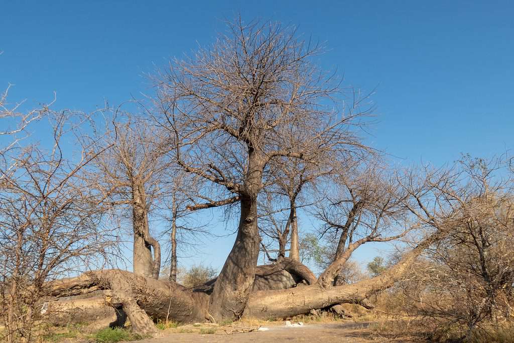 Dorsland Baobab - the oldest tree in Namibia