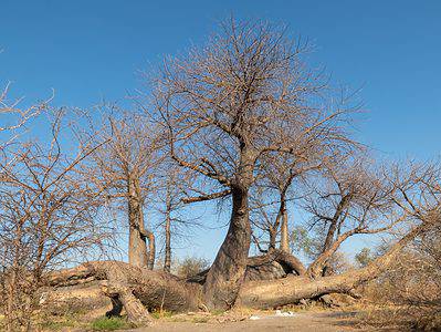 A Is the Oldest Baobab the Longest-Living Tree on Earth?