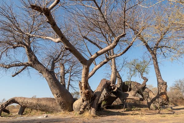 Dorsland Baobab, a 2,100-year-old tree in Namibia.