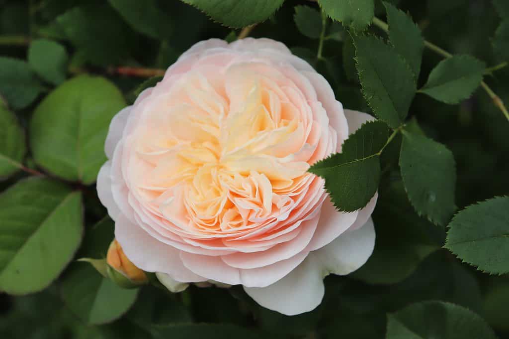 Un gros plan de la rare rose Juliette aux pétales rose-gris doux
