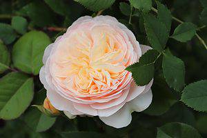 The Rarest Rose in the World Cost $4.3 Million to Cultivate Picture