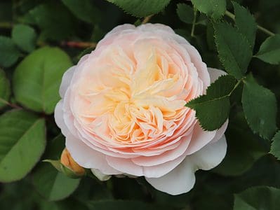 A The Rarest Rose in the World Cost $4.3 Million to Cultivate