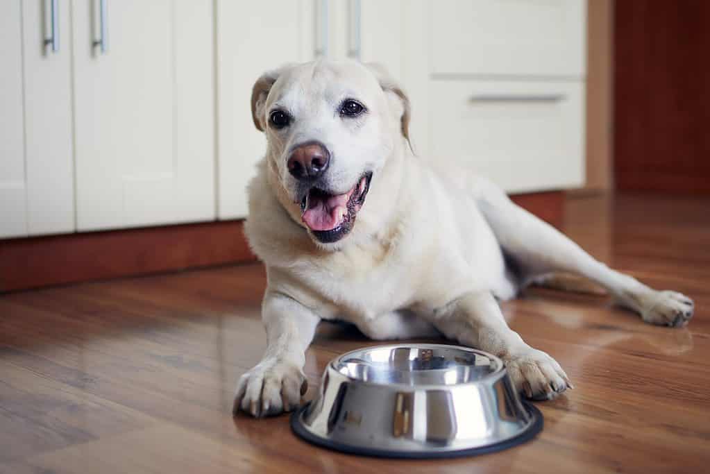 Labrador retriever waiting to eat