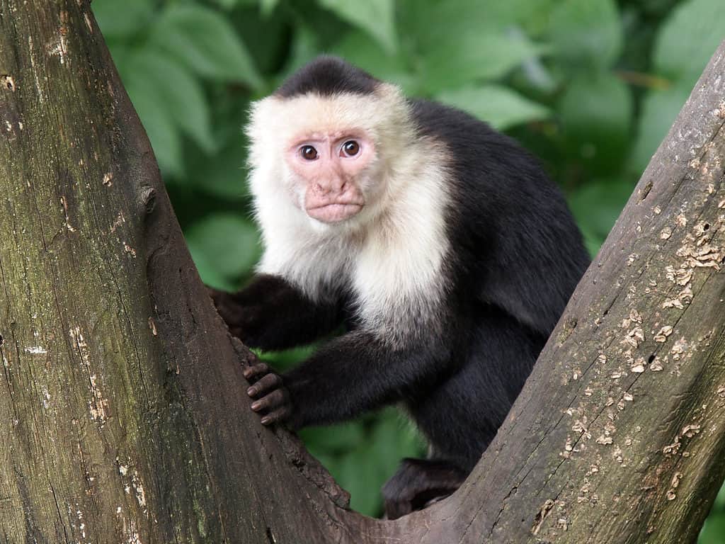 Capuchin monkey in a tree