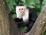Capuchin monkeys
