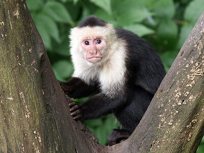 Capuchin Picture