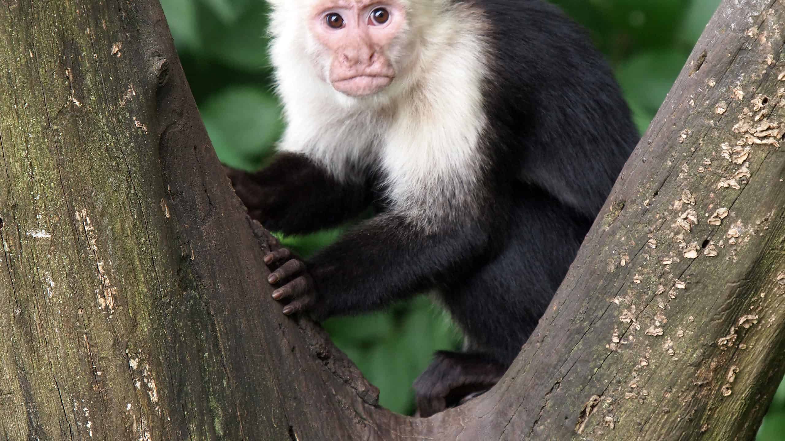 Capuchin monkey in a tree
