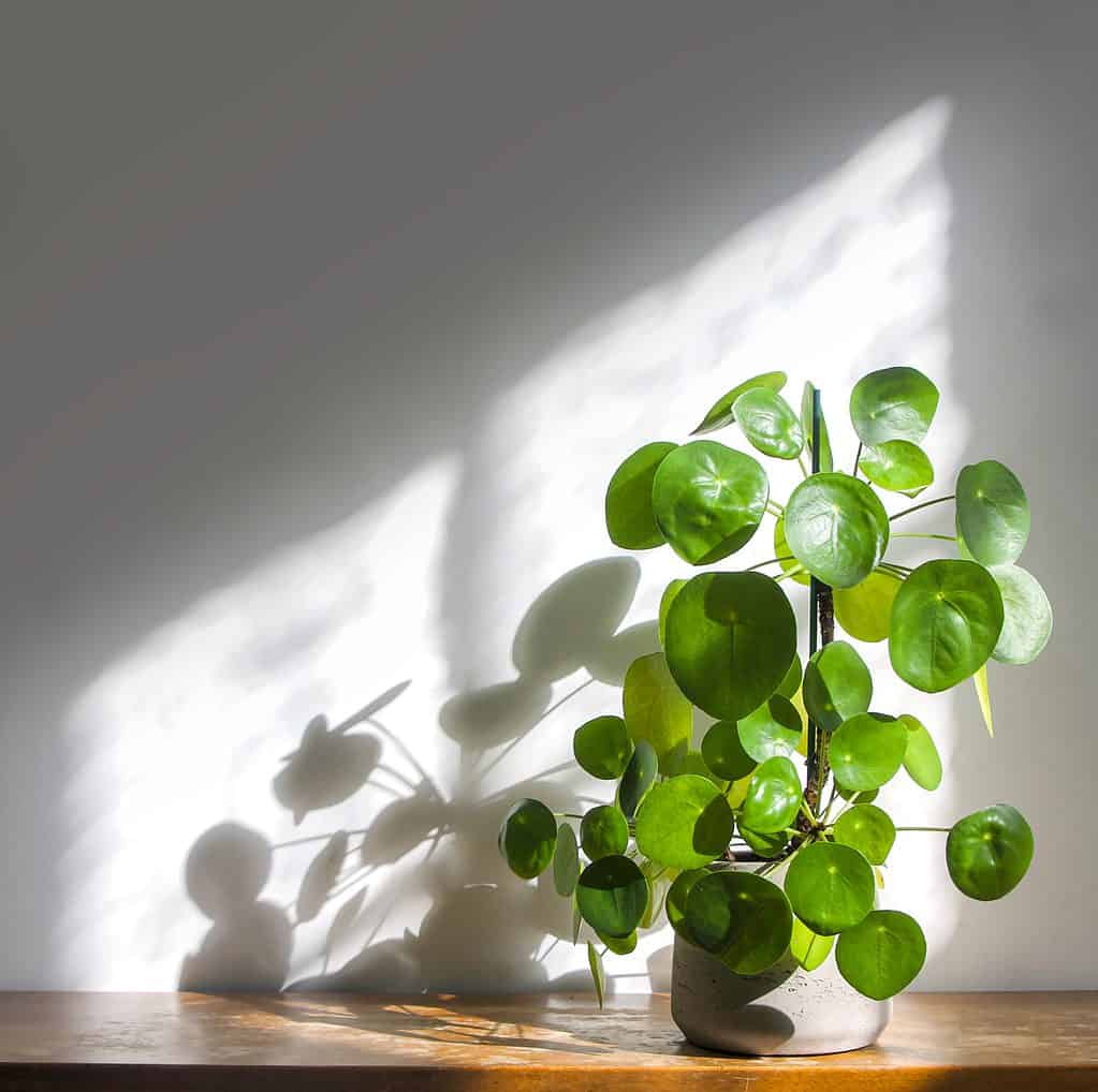 A Chinese money planting a round, grey ceramic pot is visible mid-to-lower right frame. The plant has approximately 40 round, glossy, green leaves. The plot is on a wooden table against a white wall. Sunlight is streaming through a window that is out of the frame to the right. The light is shining on the wall. The plant's shadow is on the wall. The wall is lighter where the sunlight is hitting it.